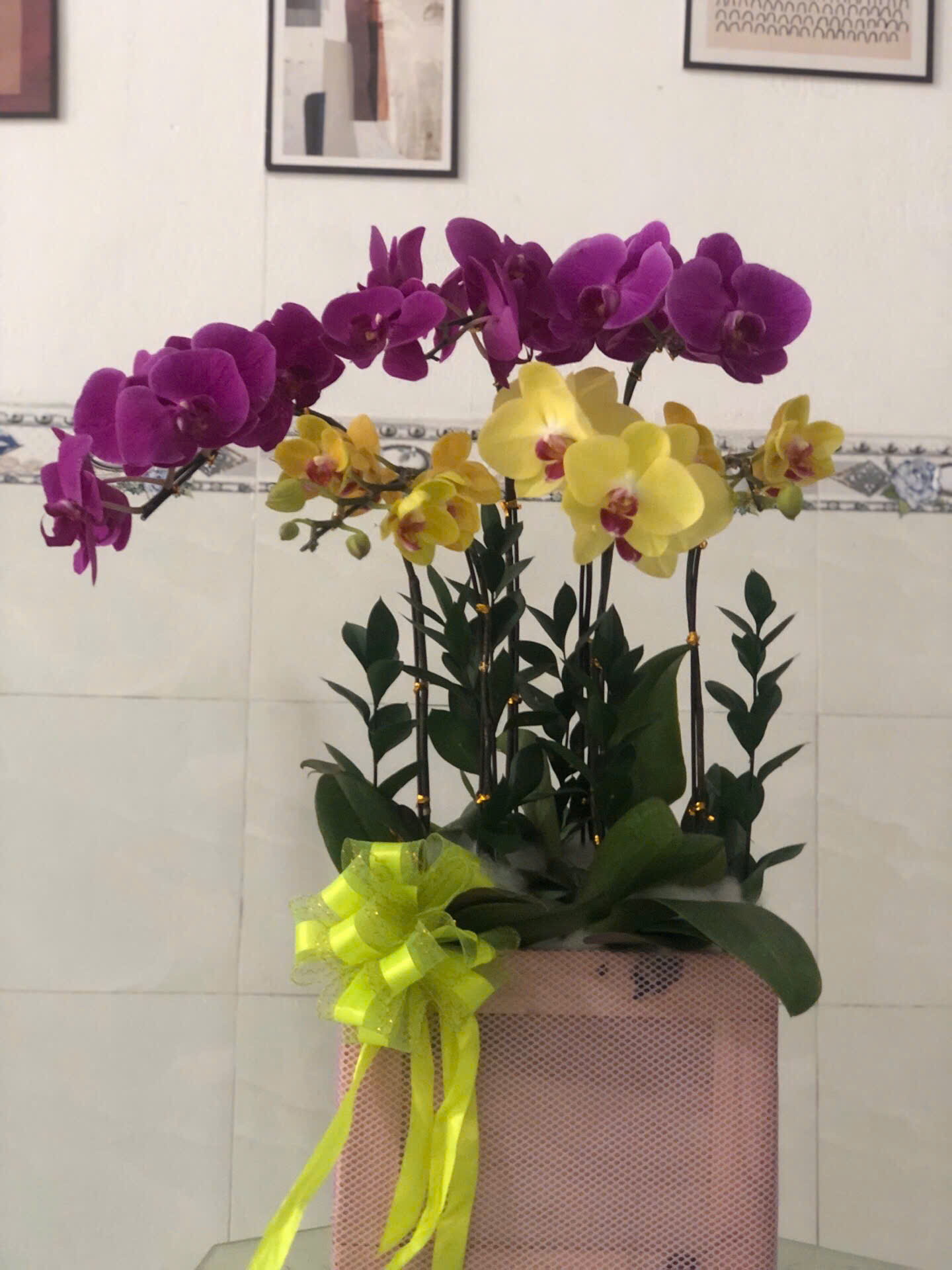 lan hồ điệp